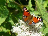 080818-4.jpg