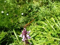 080818-6.jpg