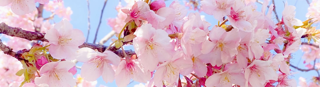 ずーむいん八ヶ岳